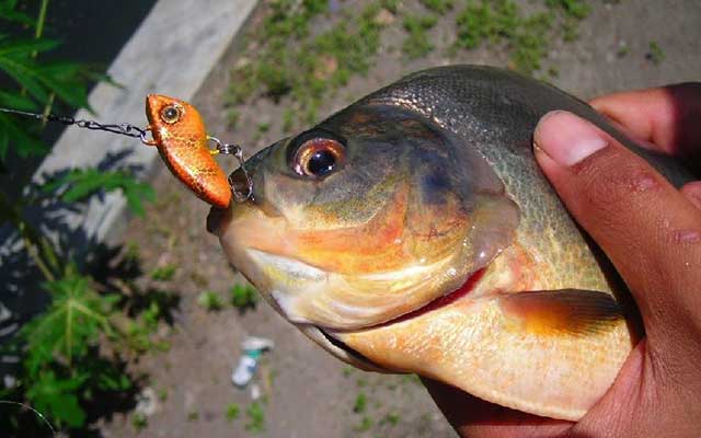 Inilah 3 Umpan Memancing Bawal Di Pemancingan