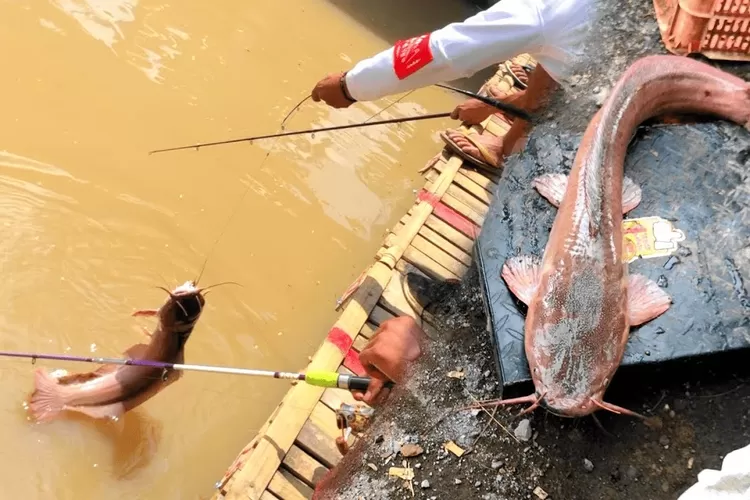 5 Tips Memilih Umpan Memancing Ikan Lele