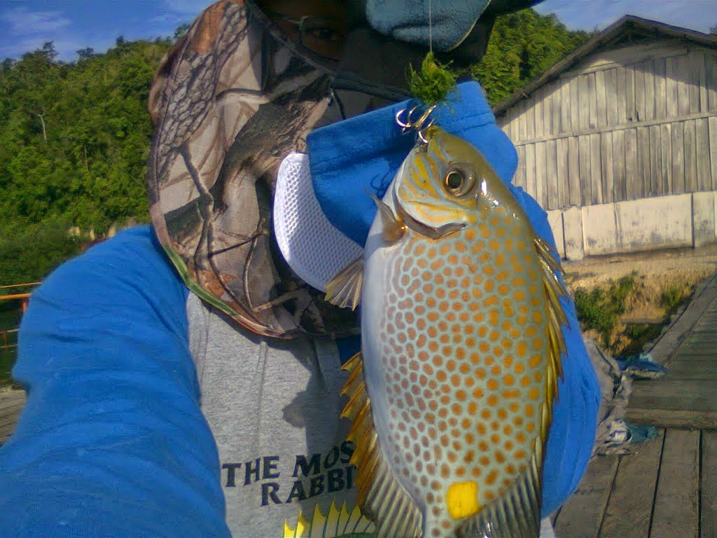 5 Teknik Memancing Ikan Baronang Di Pemancingan Laut